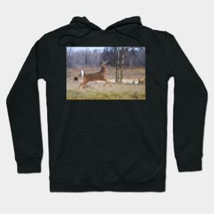 Deer Run - White-tailed deer Hoodie